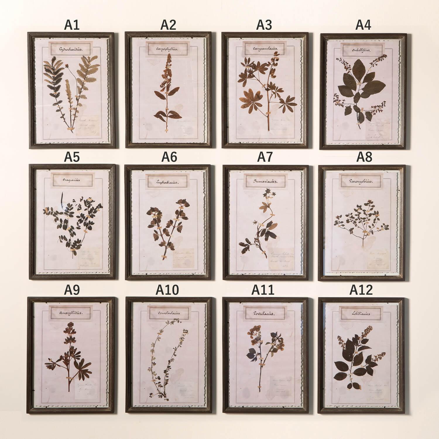 les fines herbes フレーム入り ハーブ アートポスター 植物学者らによって保存された植物標本ディスプレイ - ハーブ