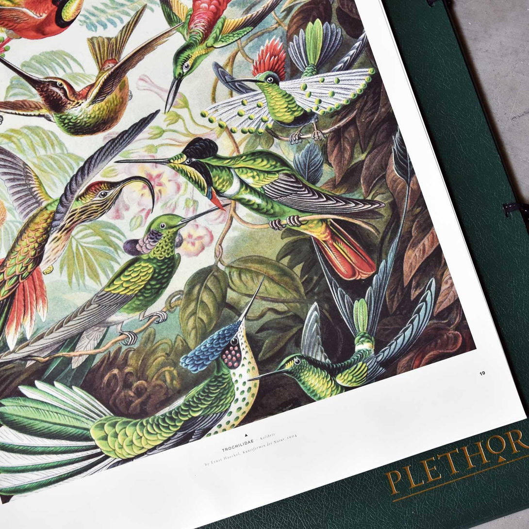 PLETHORA MAGAZINE No.6 - プレソラマガジン - TOWARDS