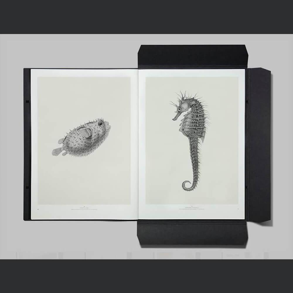 PLETHORA MAGAZINE No.6 - プレソラマガジン - TOWARDS